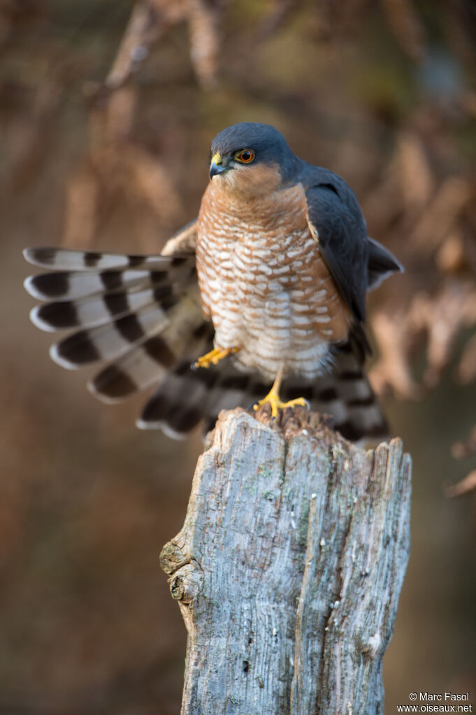 Eurasian Sparrowhawk male adult, identification