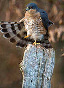 Eurasian Sparrowhawk