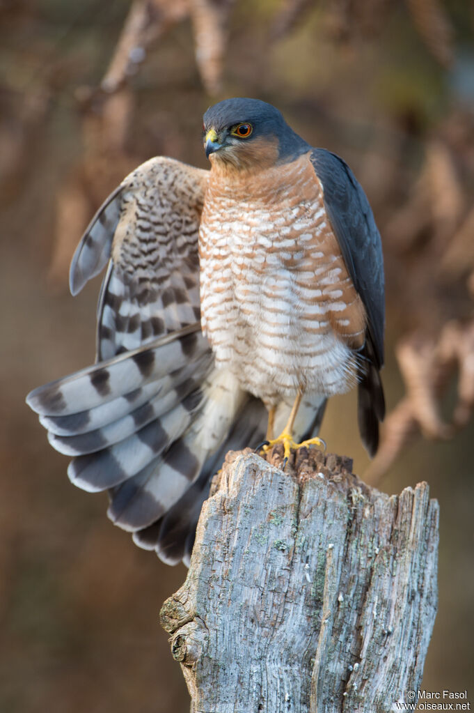 Eurasian Sparrowhawk male adult, identification