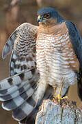 Eurasian Sparrowhawk