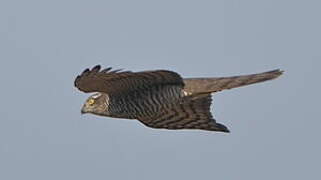 Eurasian Sparrowhawk