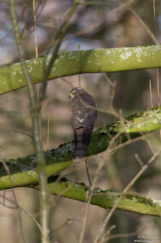 Eurasian Sparrowhawk female, fishing/hunting