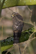 Eurasian Sparrowhawk