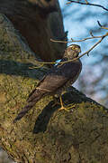 Eurasian Sparrowhawk