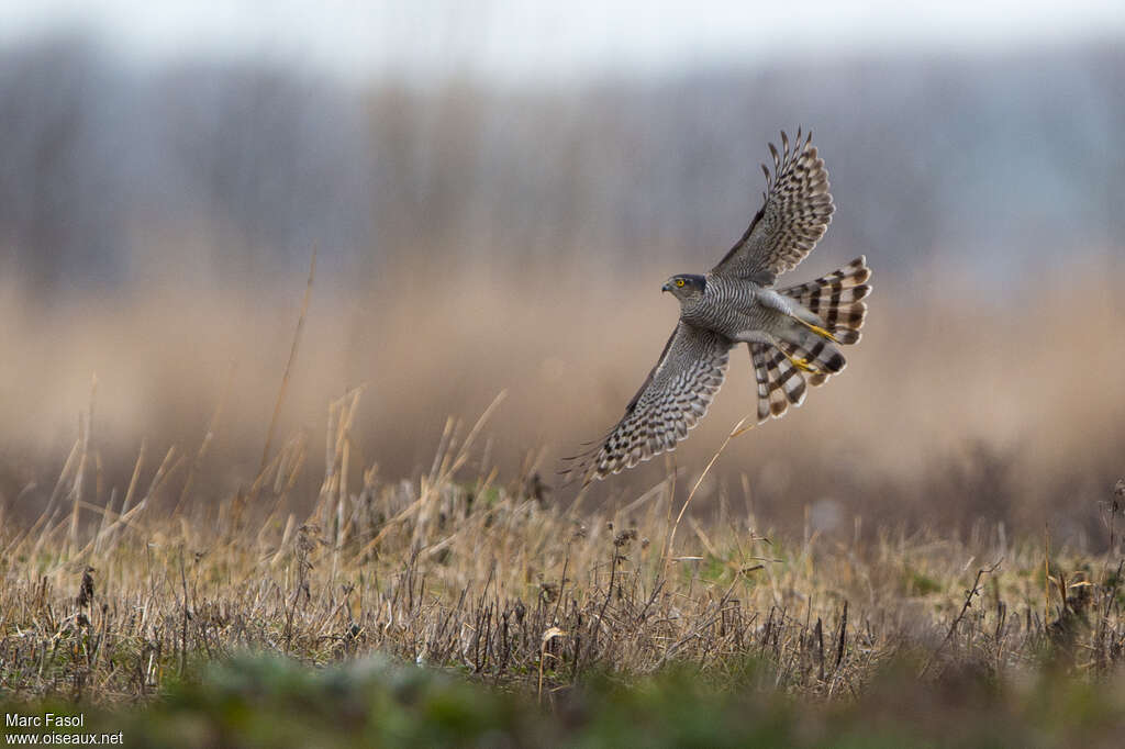 Eurasian Sparrowhawk female, habitat, Flight, fishing/hunting