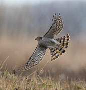 Eurasian Sparrowhawk