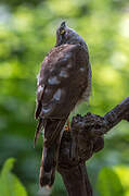 Eurasian Sparrowhawk