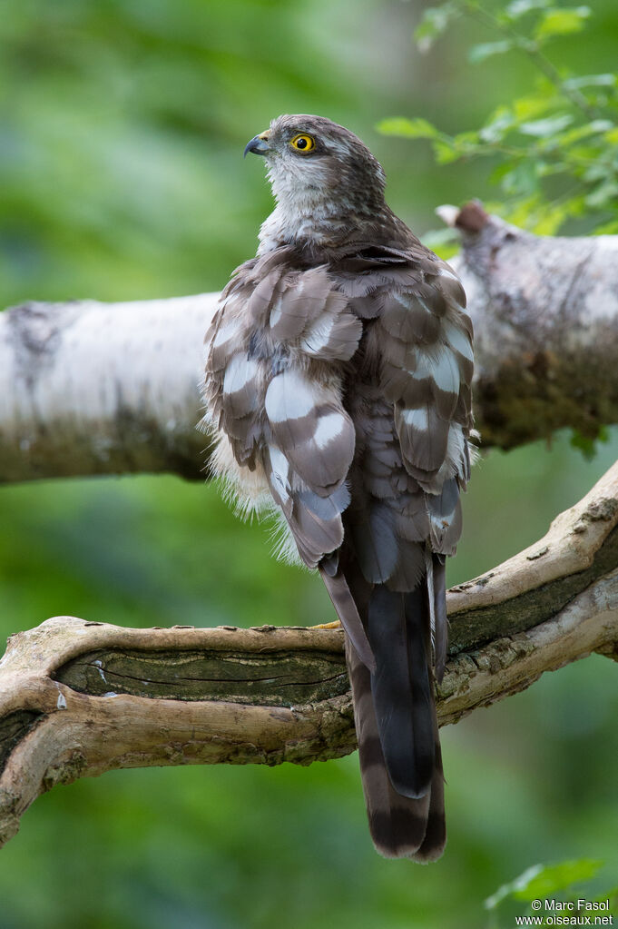 Eurasian Sparrowhawk female adult, identification, fishing/hunting