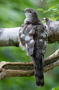 Eurasian Sparrowhawk