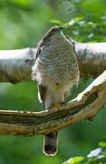 Eurasian Sparrowhawk