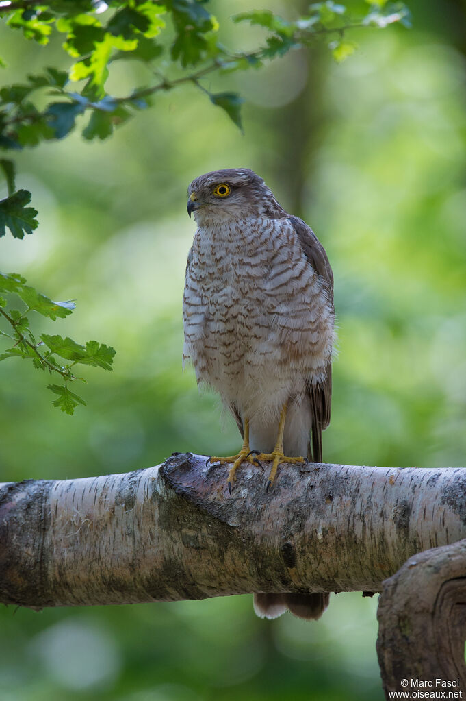 Eurasian Sparrowhawk female adult, identification, fishing/hunting