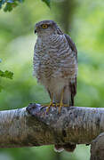 Eurasian Sparrowhawk