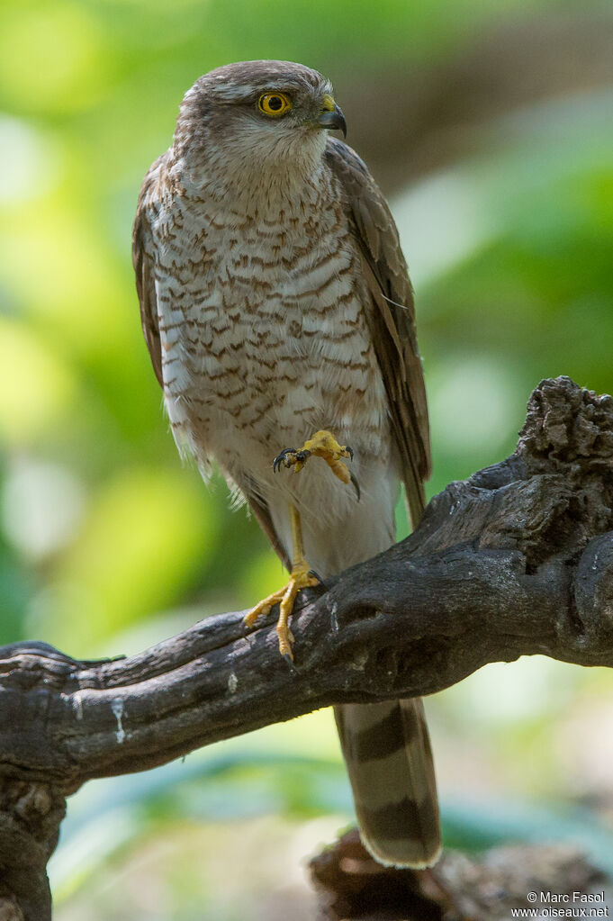 Eurasian Sparrowhawk female adult, identification, fishing/hunting