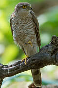 Eurasian Sparrowhawk