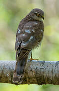 Eurasian Sparrowhawk