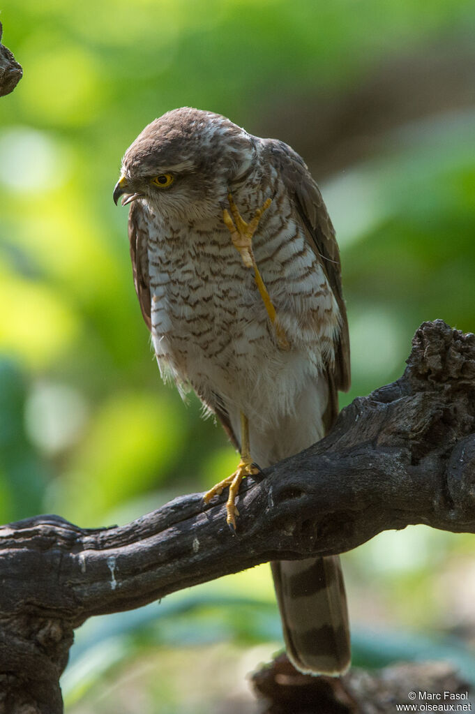 Eurasian Sparrowhawk female adult, identification, care