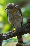 Eurasian Sparrowhawk