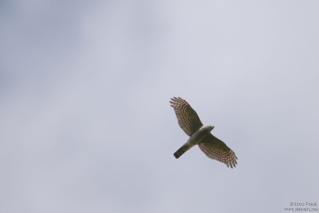 Eurasian Sparrowhawk, Flight