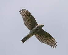 Eurasian Sparrowhawk