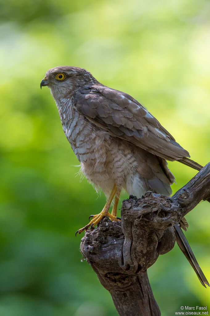 Eurasian Sparrowhawk female adult, identification, fishing/hunting