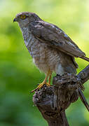 Eurasian Sparrowhawk