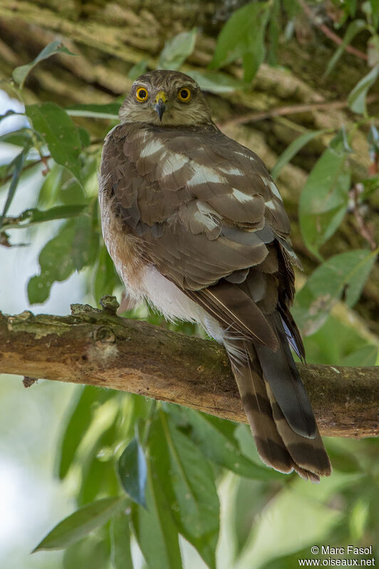 Eurasian Sparrowhawk female adult, identification, fishing/hunting