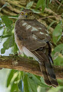 Eurasian Sparrowhawk