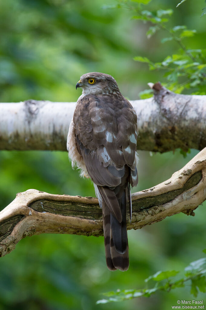 Eurasian Sparrowhawk female adult, identification, fishing/hunting