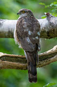 Eurasian Sparrowhawk