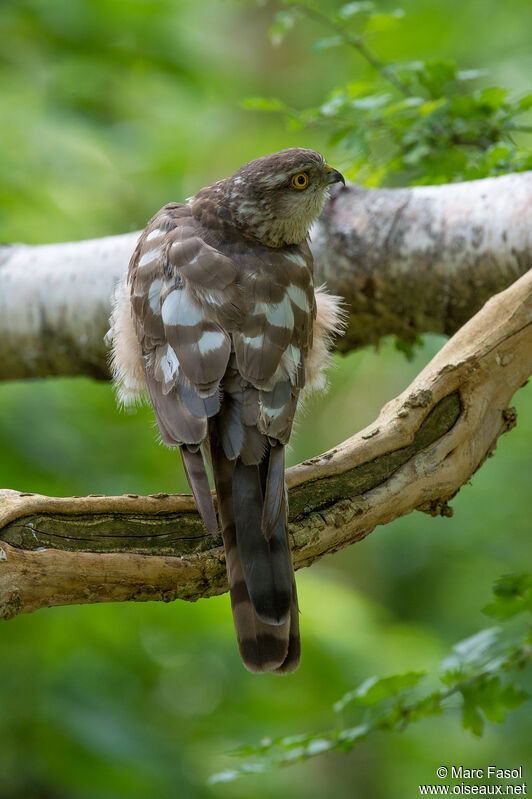 Eurasian Sparrowhawk female adult, identification, fishing/hunting