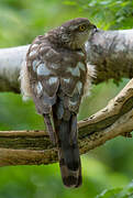 Eurasian Sparrowhawk