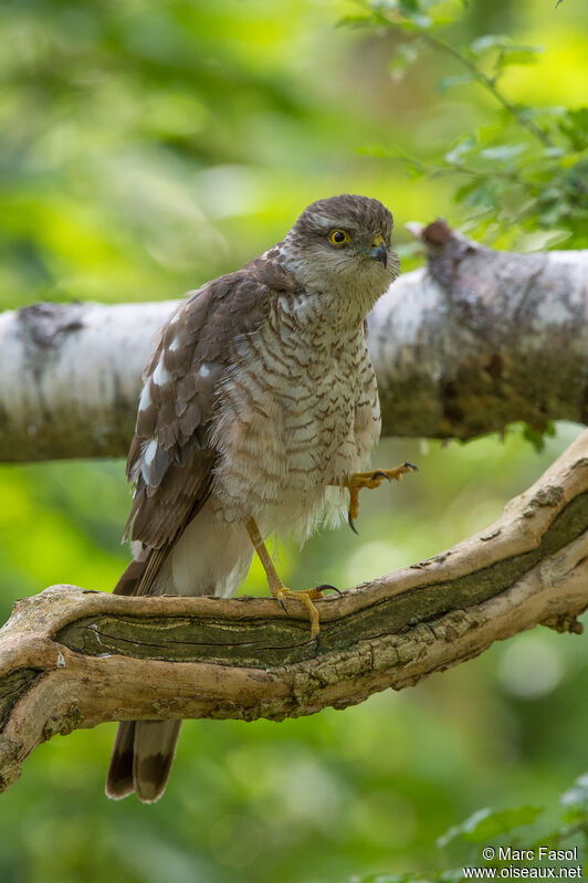 Eurasian Sparrowhawk female adult, identification