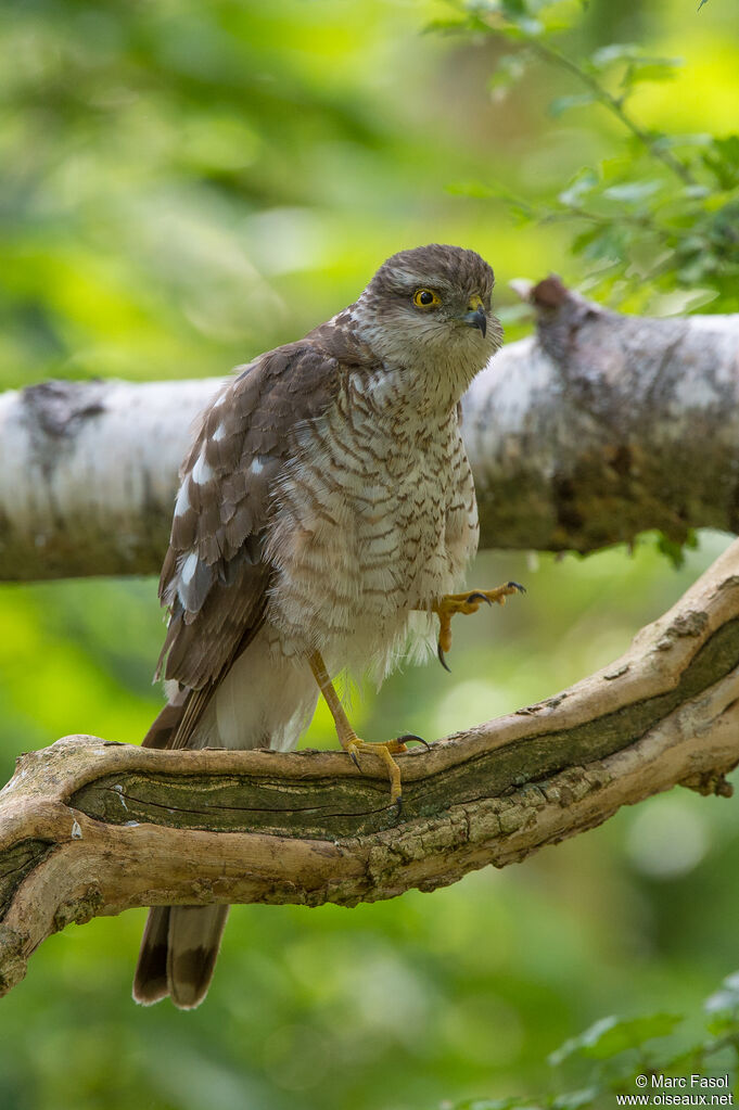 Épervier d'Europe femelle adulte, identification