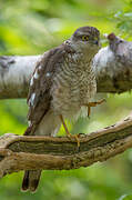 Eurasian Sparrowhawk