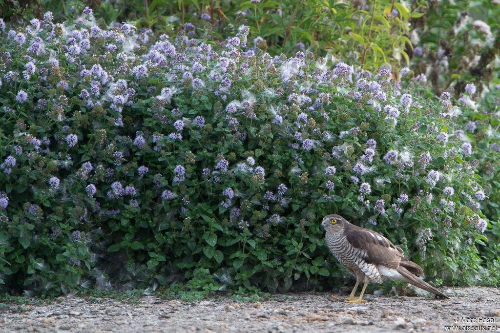 Épervier d'Europe femelle adulte, identification