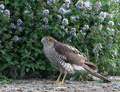 Eurasian Sparrowhawk