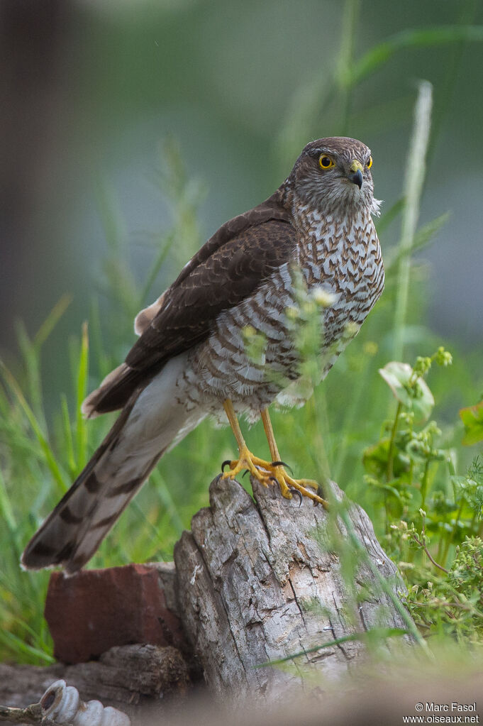 Eurasian Sparrowhawk female adult, identification