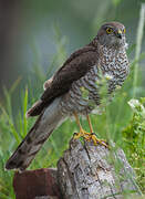 Eurasian Sparrowhawk