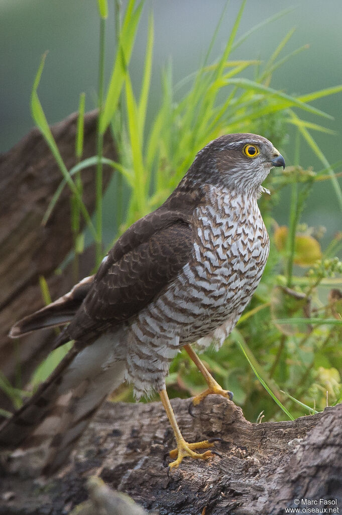 Eurasian Sparrowhawk female adult, identification