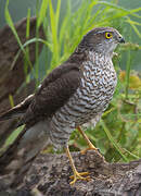 Eurasian Sparrowhawk