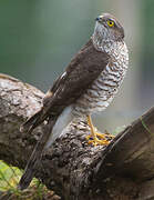 Eurasian Sparrowhawk