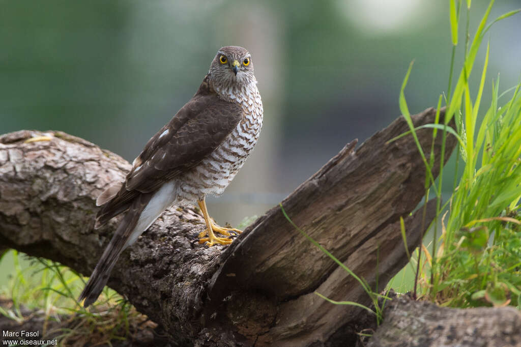 Eurasian Sparrowhawk female adult, identification