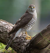 Eurasian Sparrowhawk