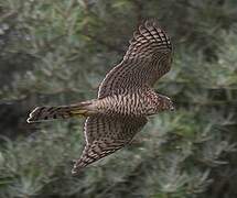 Eurasian Sparrowhawk