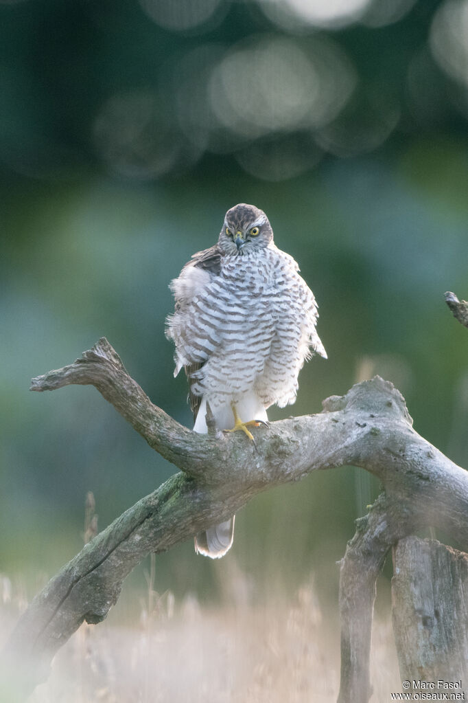 Eurasian Sparrowhawk