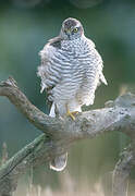 Eurasian Sparrowhawk