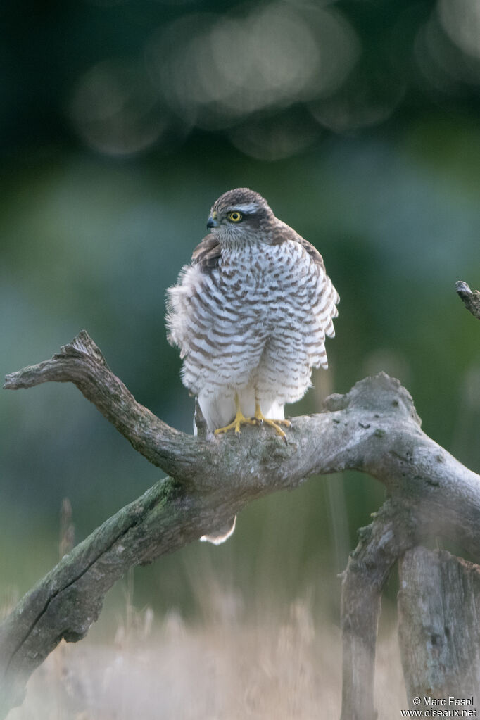 Eurasian Sparrowhawk female adult, identification