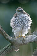 Eurasian Sparrowhawk