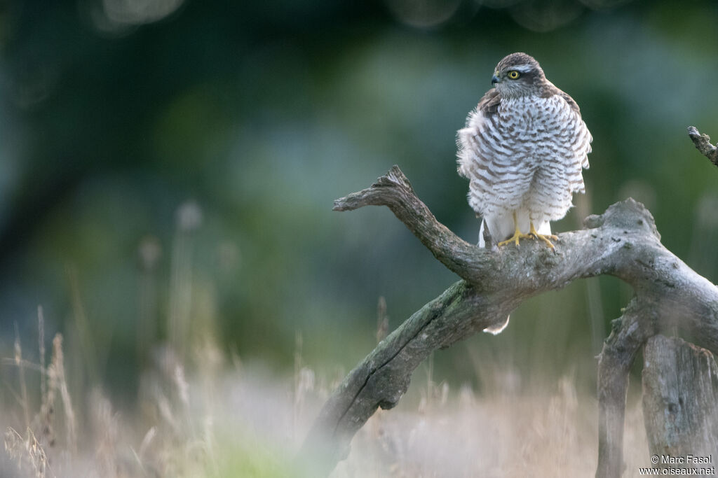 Eurasian Sparrowhawk female adult, identification