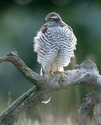 Eurasian Sparrowhawk